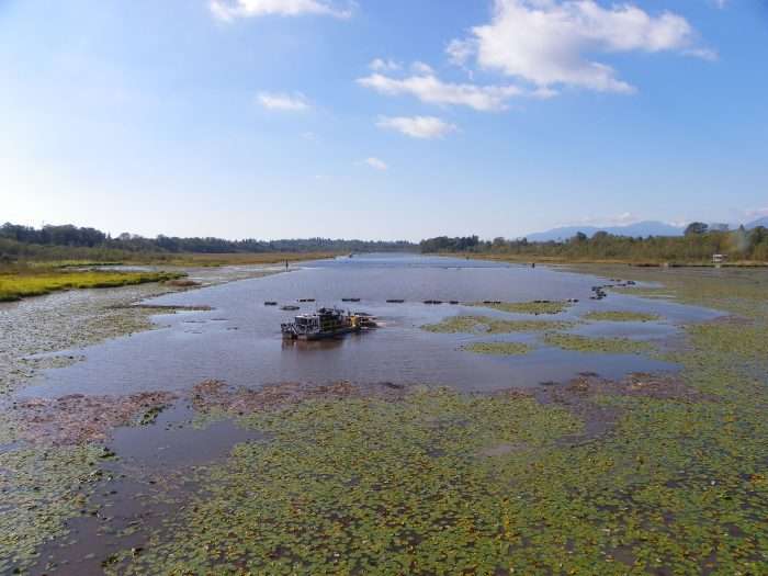 An IMS 5012 LP Versi-Dredge cleaning out a former Olympic rowing lake in Canada. The dredge was able to clean the silt and lily pads out.